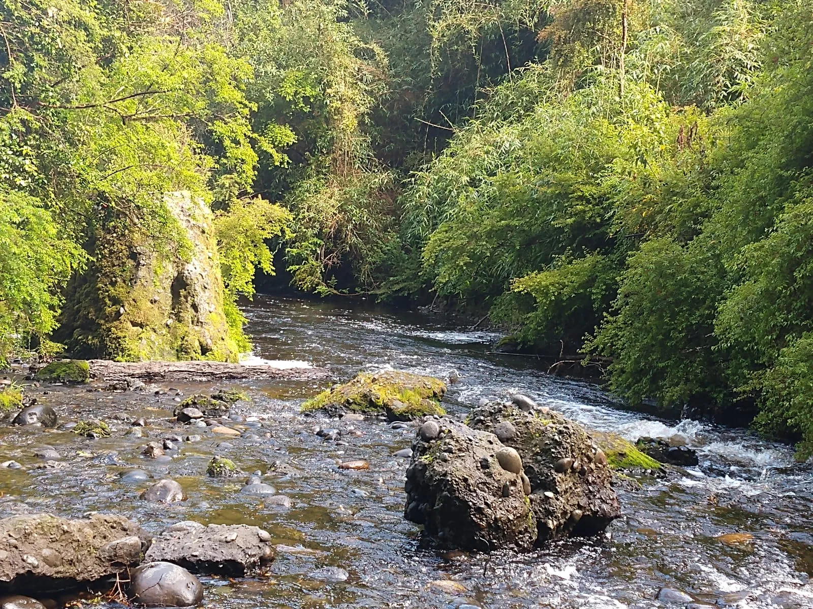Raíces y hojarasca que conservan la humedad del suelo — Cascadas de Tocoihue, Dalcahue