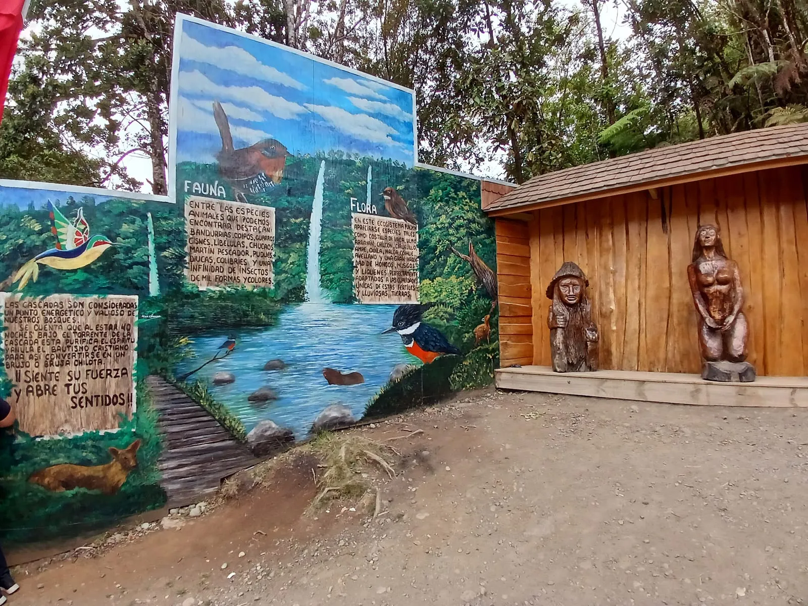 Dosel nativo junto a la ruta peatonal — Cascadas de Tocoihue, Dalcahue