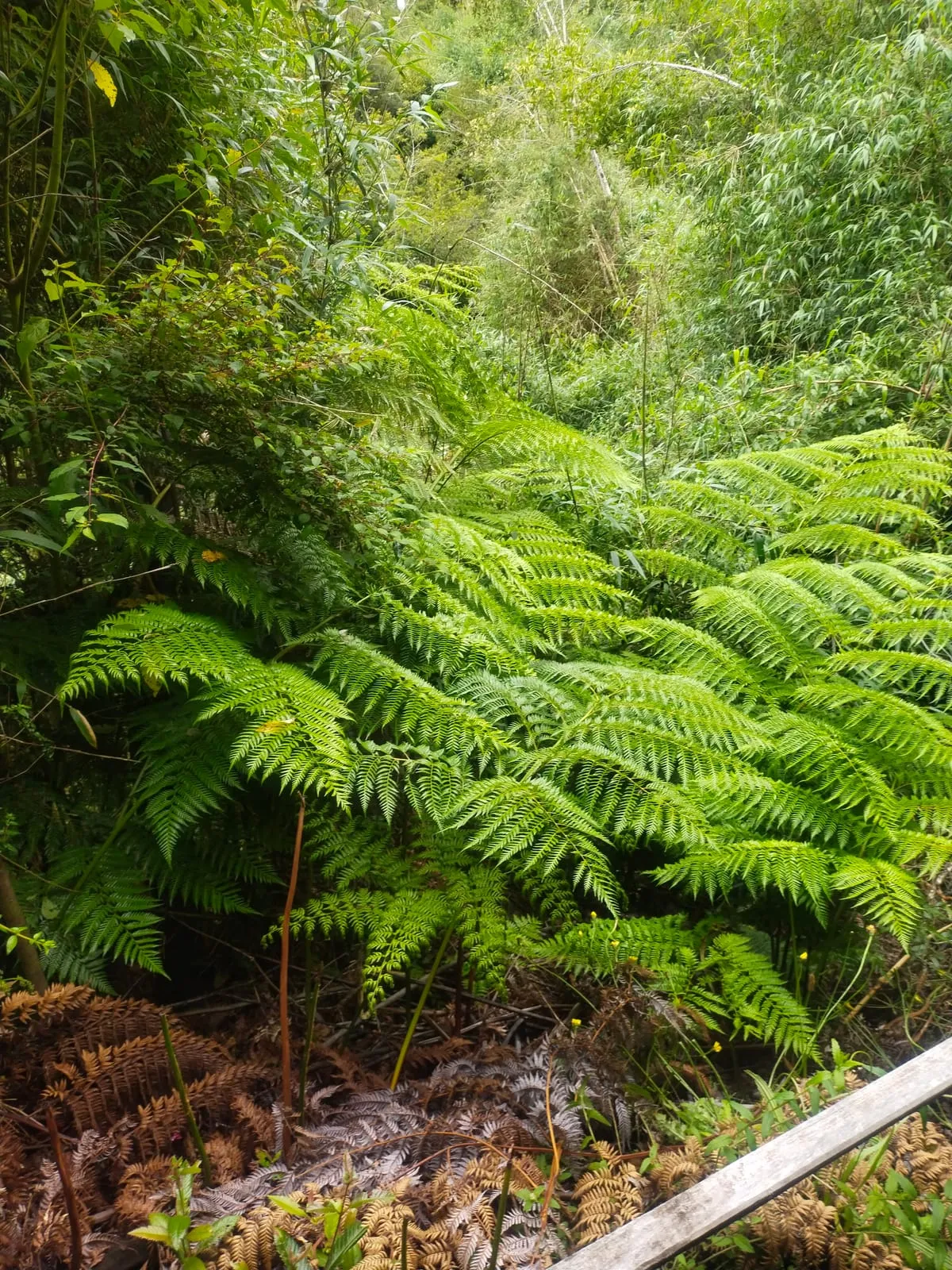 Sotobosque húmedo dominado por helechos y musgos — Cascadas de Tocoihue, Dalcahue