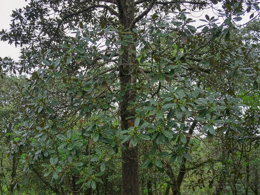 Coigüe